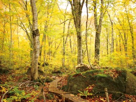 Dakedai Nature Observation Educational Forest (about 1km for trekking) Photo