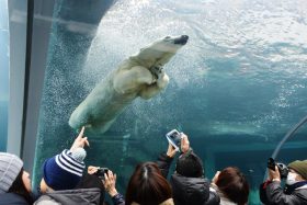 Sapporo Maruyama Zoo Photo