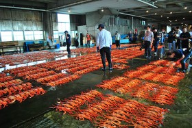 Shinminato Fishing Port Afternoon Auction Photo