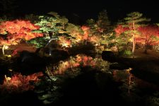 Yuushien Garden Autumn Leaves Light-Up Photo