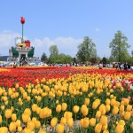 Tonami Tulip Fair Photo