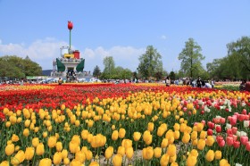 Tonami Tulip FairPhoto