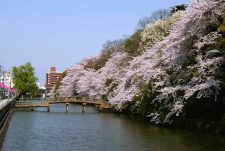 高岡古城公園　桜の見ごろ写真