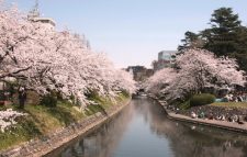松川公園の桜写真