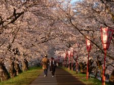 斐伊川堤防桜並木　桜の見ごろ写真
