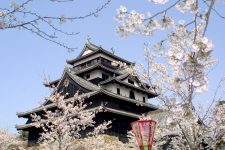 松江城山公園　桜の見ごろ写真